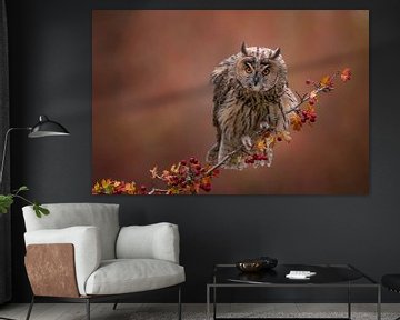 Long-eared owl in autumn colors