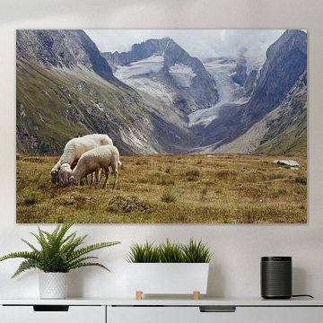 Schapen met uitzicht op de gletsjers