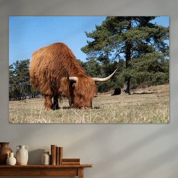 Weidende schottische Hochlandbewohner