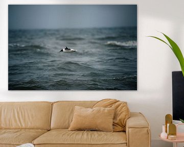 Seagull over the North Sea, Noordwijk by Yanuschka Fotografie | Noordwijk