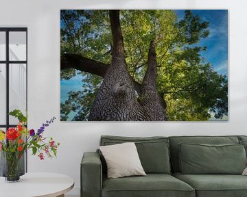 150 jaar oude boom van Monique Peters Janssen