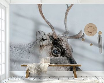 Besneeuwd rendier in Zweeds Lapland | Winter foto print van sonja koning