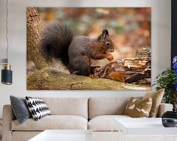 Squirrel in the forest with autumn colors. by Janny Beimers