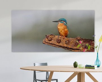Kingfisher - Industrial setting