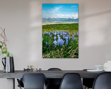 Krokusse im Frühling an der Hörnerkette im Allgäu von Leo Schindzielorz