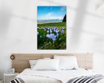 Crocuses in spring at the Hörnerkette in Allgäu by Leo Schindzielorz