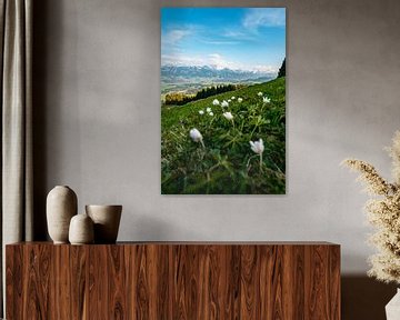 Krokusse im Frühling an der Hörnerkette im Allgäu von Leo Schindzielorz