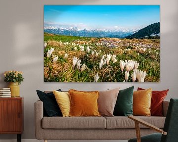 Krokusse zum Frühling in den Allgäuer Alpen von Leo Schindzielorz