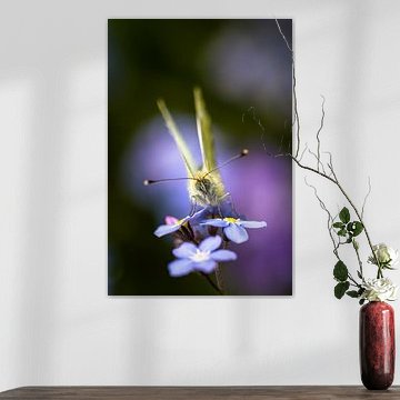 Weiß geädert auf Vergissmeinnicht