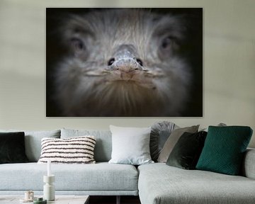 Struisvogel portret van Nienke Bot