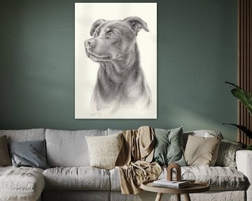 Zeus 1. portrait de chien, dessin au crayon
