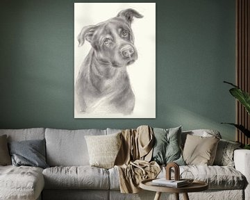 Zeus 2. portrait de chien, dessin au crayon