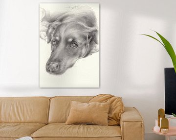 Diana 2. portrait de chien, dessin au crayon