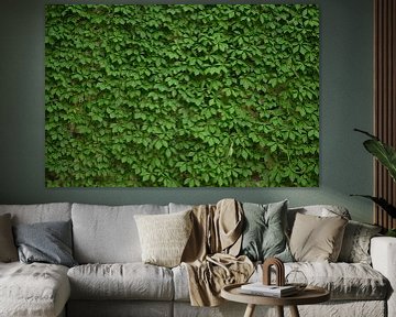 A wall of vines in summer by Claude Laprise