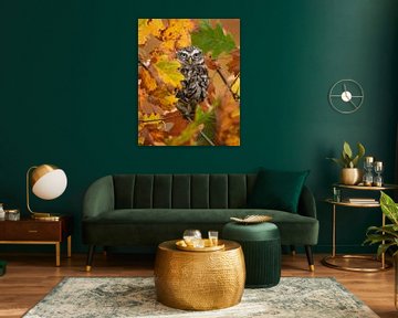 Chouette effraie dans des feuilles aux couleurs d'automne sur Patrick van Bakkum