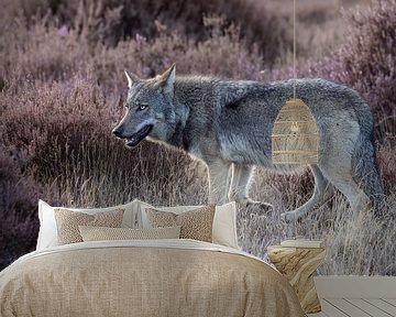 Wolf on the moors by Patrick van Bakkum