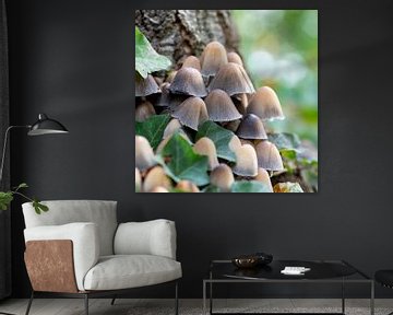 Mushrooms by Suzanne van Saase