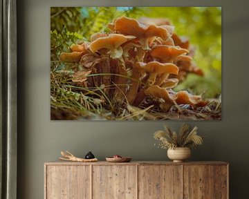 A family of mushrooms by Stephan Bauer