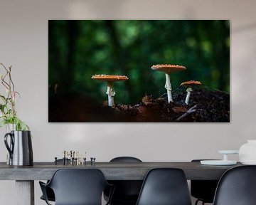 Three small fly agarics in the big forest by Fotografiecor .nl