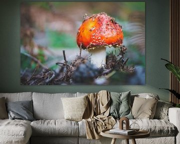 New fly agaric rises above forest floor in fall by Fotografiecor .nl