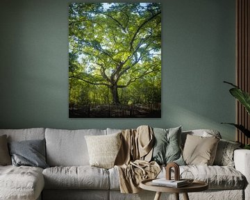 Arbre à sorcières Bladel Green sur Zwoele Plaatjes