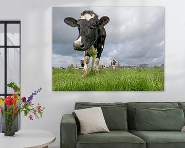 Hollandse koe in de wei van Anjo Kan