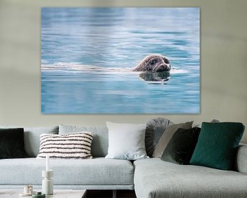 Gray seal in Lake Jökulsárlón by Danny Slijfer Natuurfotografie