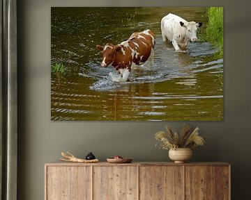 Twee koeien lopen door water. van Anjo Kan