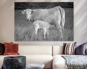 White cow with calf by Anjo Kan