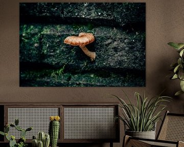 Champignon sur le mur