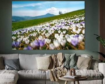 Crocus meadow at Mittagberg with view to the Grünten mountain by Leo Schindzielorz