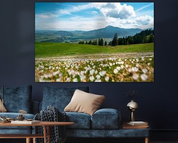 Crocus meadow at Mittagberg with view to the Grünten mountain by Leo Schindzielorz