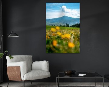 Blumenwiese am Mittagberg mit Blick auf den Grünten von Leo Schindzielorz