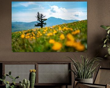 Flower meadow on the Mittagberg with a view of the Grünten mountain by Leo Schindzielorz