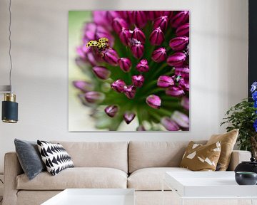 Yellow ladybug on ornamental onion by Jessica Berendsen