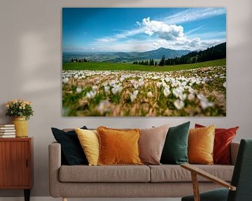 Crocus meadow at the Mittagberg with view to the Oberallgäu and the Grünten by Leo Schindzielorz