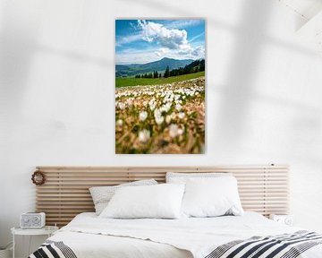 Crocus meadow at the Mittagberg with view to the Oberallgäu and the Grünten by Leo Schindzielorz