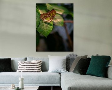 Vlinder op blad van Peter Damen