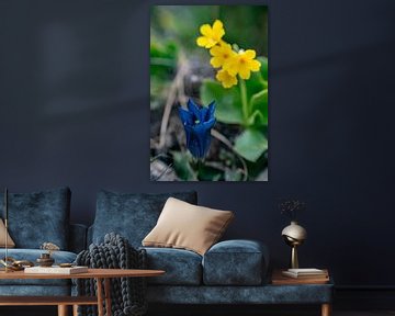 blauwe gentiaan met gele bloem van Leo Schindzielorz