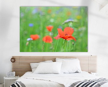  Coquelicots dans un champ de fleurs sauvages sur Jessica Berendsen