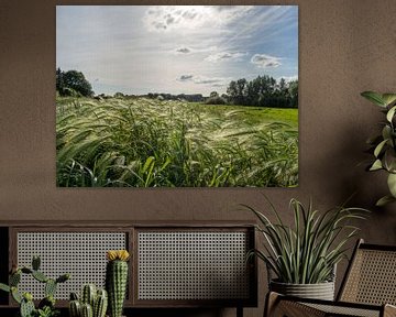 Stralend gras in zonlicht van Frank Hoekzema