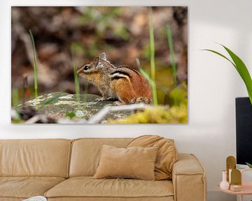 Des chipmunks sauvages dans la forêt sur Roland Brack