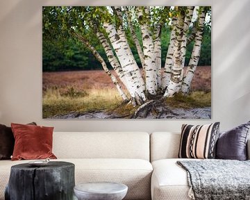 Berkenboom tegen paarse heide op Veluws landschap van Fotografiecor .nl