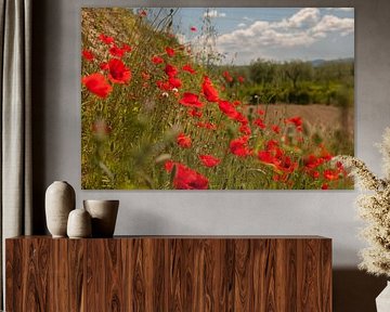 Klaprozen in Toscane (Santa Maria a Monte)