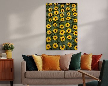 Zonnebloemen