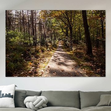 Sunshine Forest Path 3 - Herbst in Hoenderloo