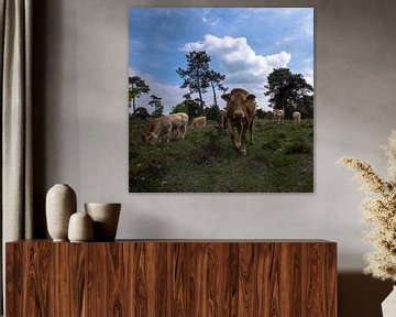 koeien in landschap, Strijbeek, Strijbeekse heide, Noord-Brabant, Holland, Nederland afbeelding koei van Ad Huijben