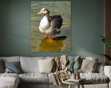 Greylag Goose Front View