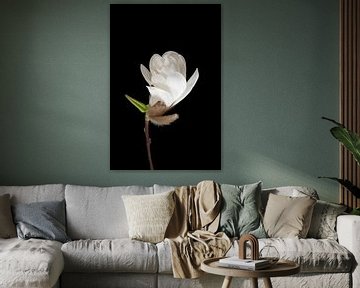 Bourgeon de magnolia blanc ouvert, nature morte sur Anjo Kan