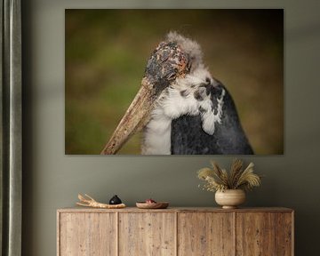 Afrikanischer Marabu